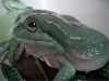 My white tree frog