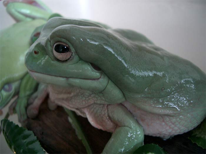 My white tree frog