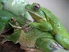 My tree frog