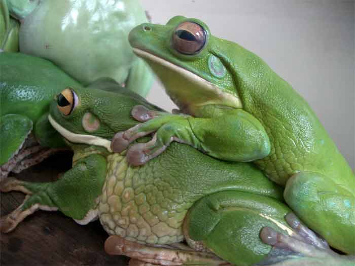 My tree frog