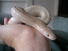 Albino Sun beem