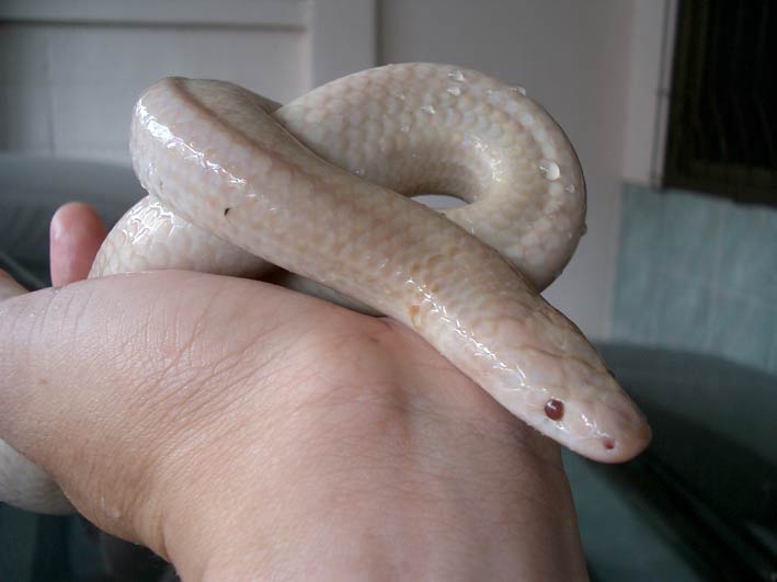 Albino Sun beem