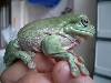 White tree frog