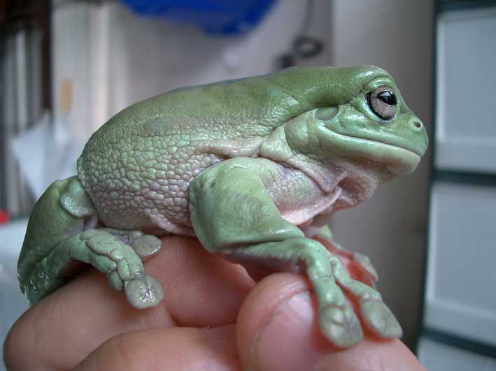 White tree frog