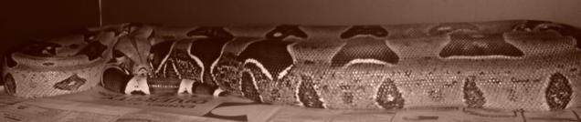 7 ft Guyana Female