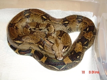 100% het albino female