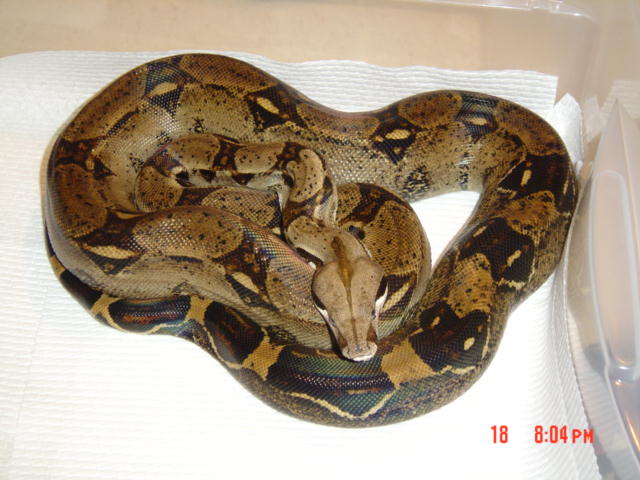 100% het albino female