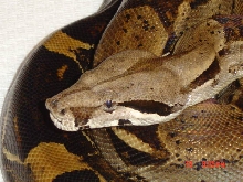 100% het albino female