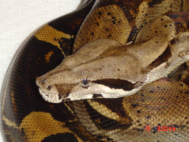 100% het albino female