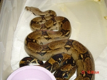 100% het albino