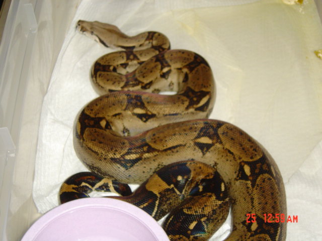 100% het albino
