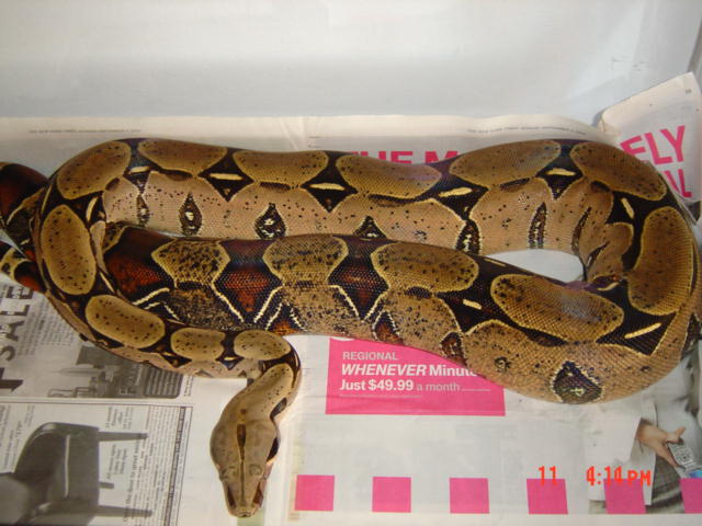 6 1/2ft Peruvian Female
