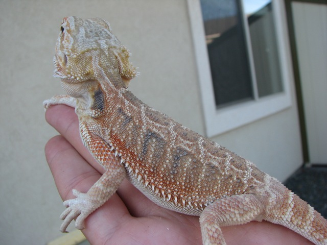 Novak 2small