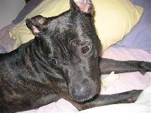 Emily - APBT