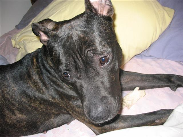 Emily - APBT