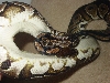 weird big female