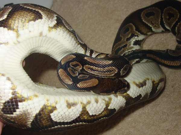 weird big female