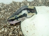 baby hatching