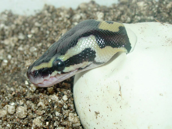 baby hatching