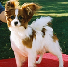 Papillon in the wind