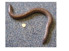 Dermophis mexicanus