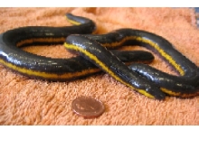 Ichthyophis sp.