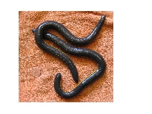 Ichthyophis sp. 2