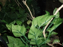 Phyllomedusa Sauvagei