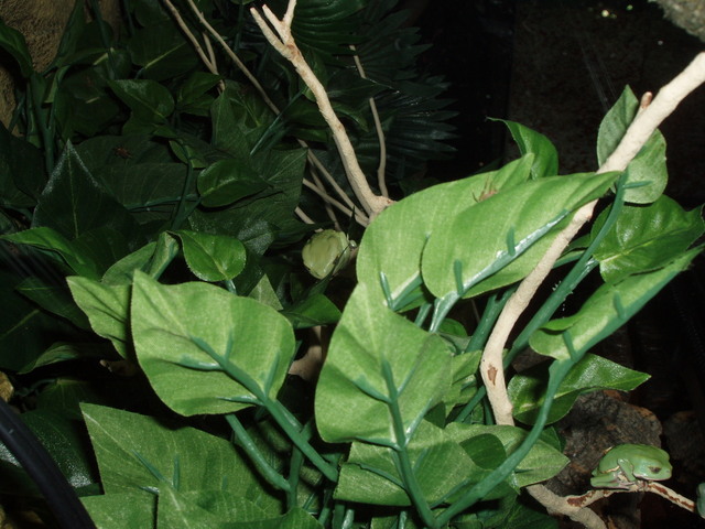 Phyllomedusa Sauvagei
