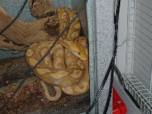 python reticulatus