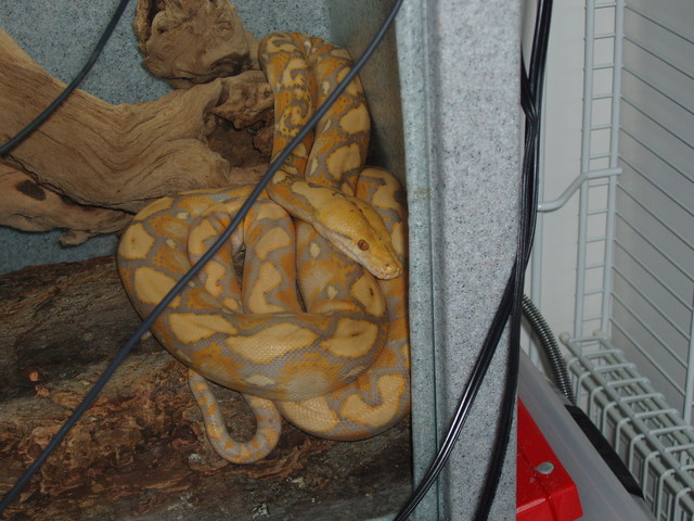 python reticulatus