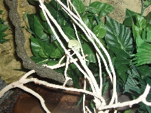 Phyllomedusa Sauvagei1