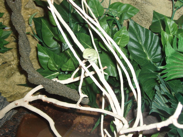 Phyllomedusa Sauvagei1