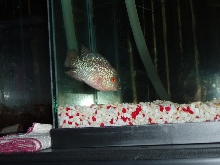 deep red breed flowerhorn