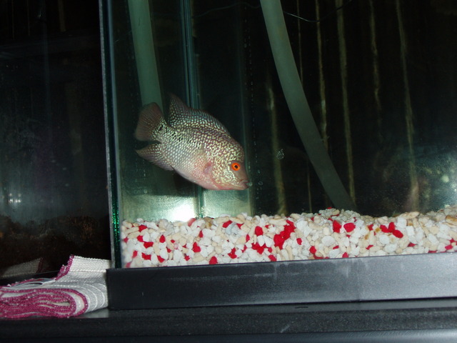 deep red breed flowerhorn