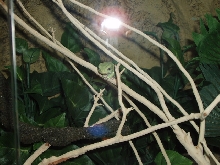 Phyllomedusa sauvagei