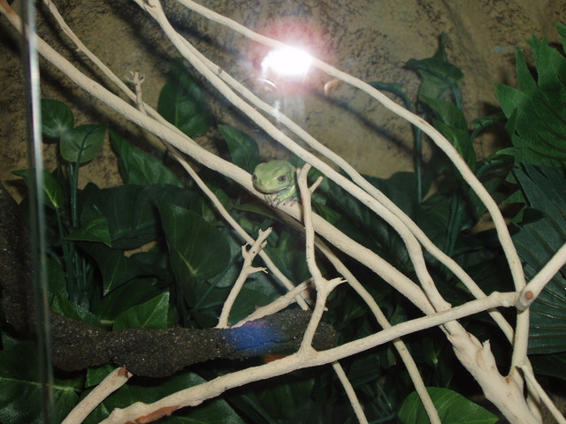 Phyllomedusa sauvagei
