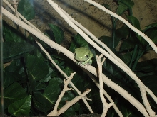 Phyllomedusa Sauvagei2