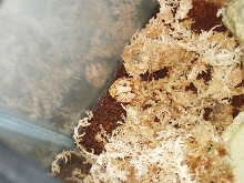 tan c.cornuta x c. cranwelli