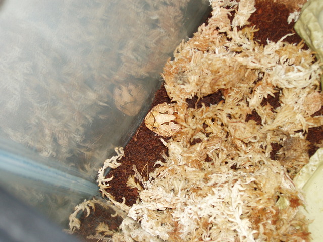 tan c.cornuta x c. cranwelli