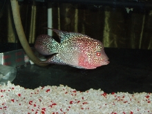 Deep Red Breed Flowerhorn