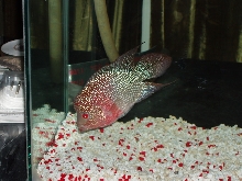 Deep Red Breed Flowerhorn