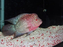 deep red breed flowerhorn