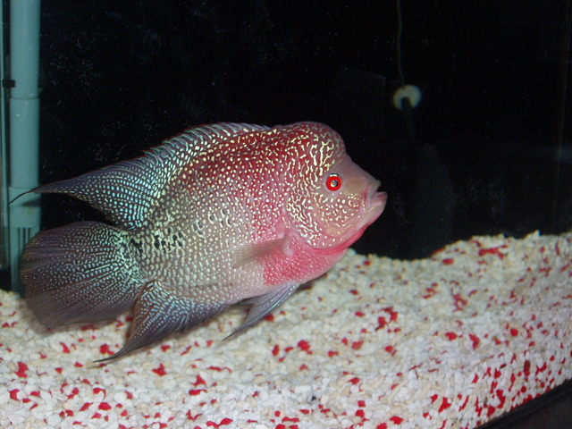 deep red breed flowerhorn