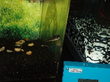 fahaka puffer