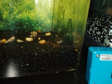 fahaka puffer
