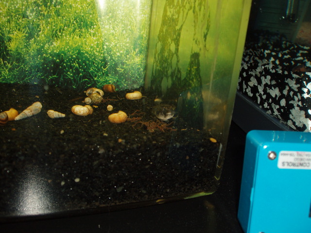fahaka puffer
