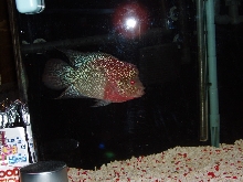 deep red breed flowerhorn
