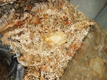 albino american bullfrog