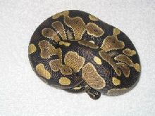 Echo Ball